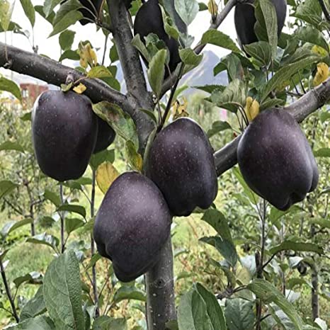 Picture of Australian Bonsai Black Sweet Apple Fruit Seeds - 15 Pcs Seeds