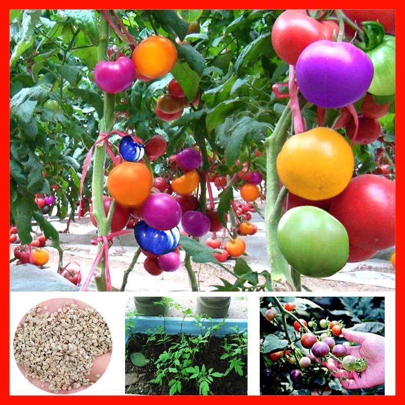 Picture of Rare Bonsai Natural Delicious Rainbow Mix Tomato Seeds - 30 Pcs Seeds