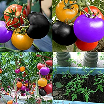 Picture of Rare Bonsai Natural Delicious Rainbow Mix Tomato Seeds - 30 Pcs Seeds