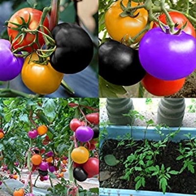 Picture of Rare Bonsai Natural Delicious Rainbow Mix Tomato Seeds - 30 Pcs Seeds