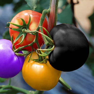 Picture of Rare Bonsai Natural Delicious Rainbow Mix Tomato Seeds - 30 Pcs Seeds