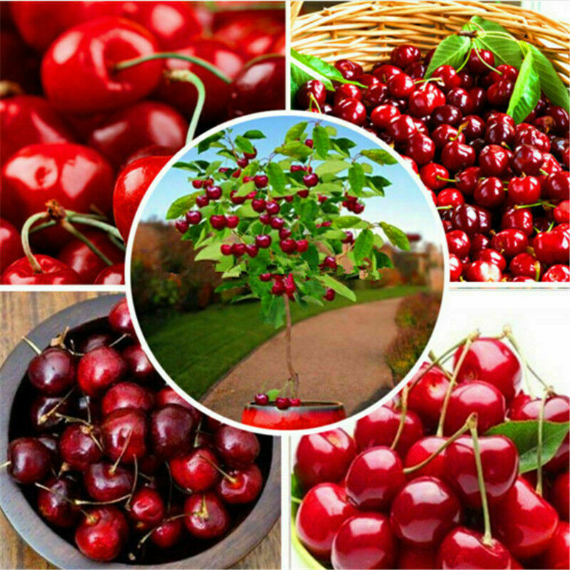 Picture of Australian Cherry Bonsai Tree Seeds -5 Pcs seeds