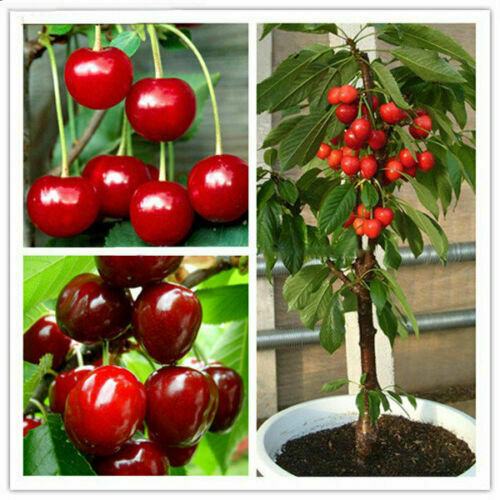 Picture of Australian Cherry Bonsai Tree Seeds -5 Pcs seeds
