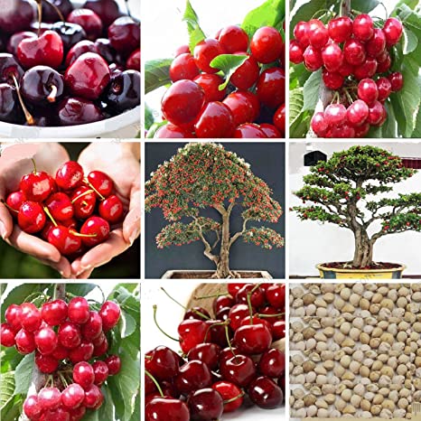 Picture of Australian Cherry Bonsai Tree Seeds -5 Pcs seeds