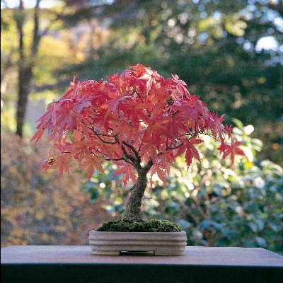 Picture of Mini Red Maple Tree Bonsai garden DIY Bonsai Maple Tree-15 Pcs SEEDS