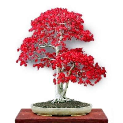 Picture of Mini Red Maple Tree Bonsai garden DIY Bonsai Maple Tree-15 Pcs SEEDS
