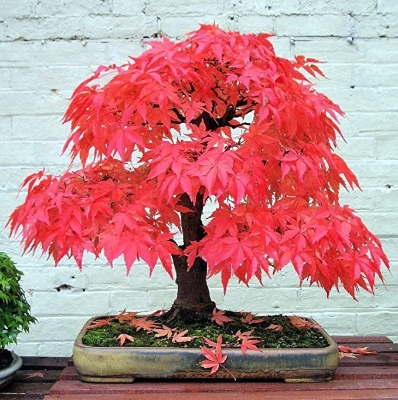 Picture of Mini Red Maple Tree Bonsai garden DIY Bonsai Maple Tree-15 Pcs SEEDS