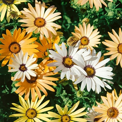 Picture of 15 Pcs - Rare Gazania Mix Color (African Daisies) Flower Seeds - 15 Pcs Seeds (Imported Global Seeds)