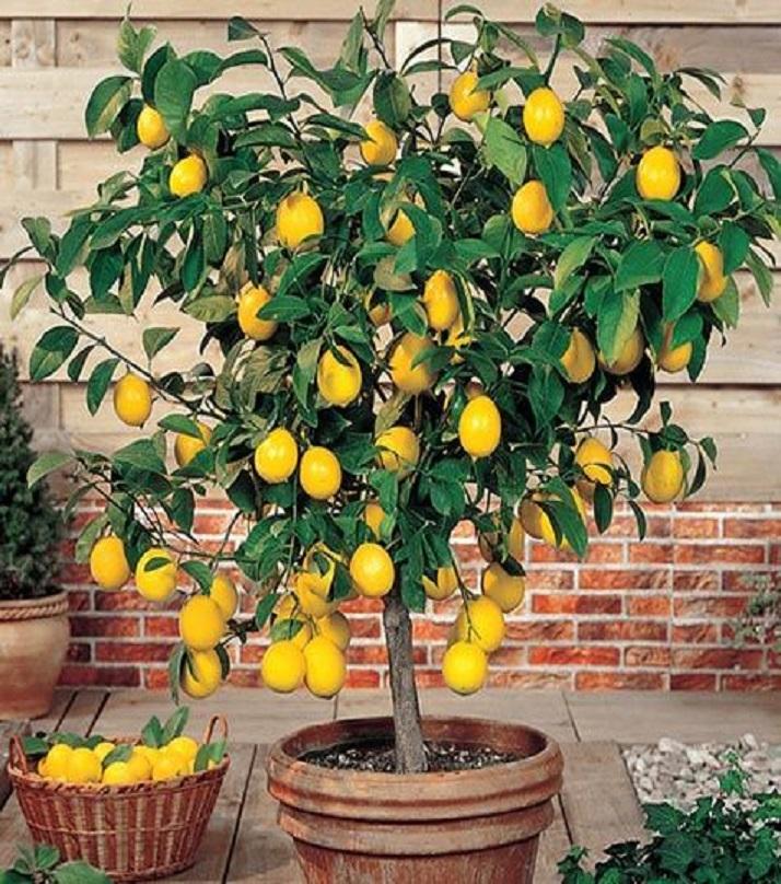 Picture of Natural Dwarf Lemon Fruit Tree Seeds - 10 Pcs Seeds (Global Seeds)