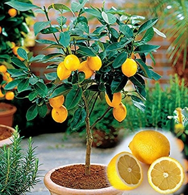 Picture of Natural Dwarf Lemon Fruit Tree Seeds - 10 Pcs Seeds (Global Seeds)