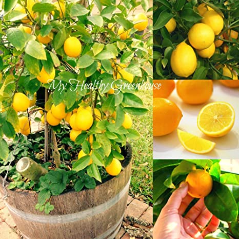 Picture of Natural Dwarf Lemon Fruit Tree Seeds - 10 Pcs Seeds (Global Seeds)
