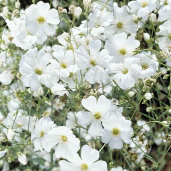 Picture of Japanese Gypsophila Flower Tree Seeds (Seeds) 100+ Pcs Seeds