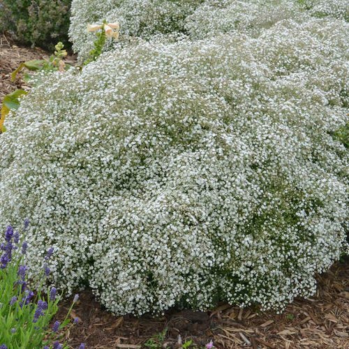 Picture of Japanese Gypsophila Flower Tree Seeds (Seeds) 100+ Pcs Seeds