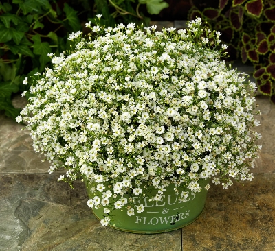 Picture of Japanese Gypsophila Flower Tree Seeds (Seeds) 100+ Pcs Seeds