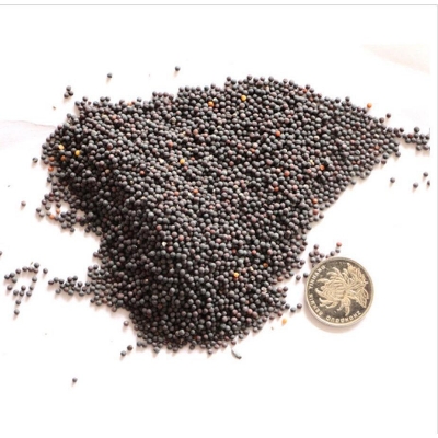 Picture of Japanese Gypsophila Flower Tree Seeds (Seeds) 100+ Pcs Seeds