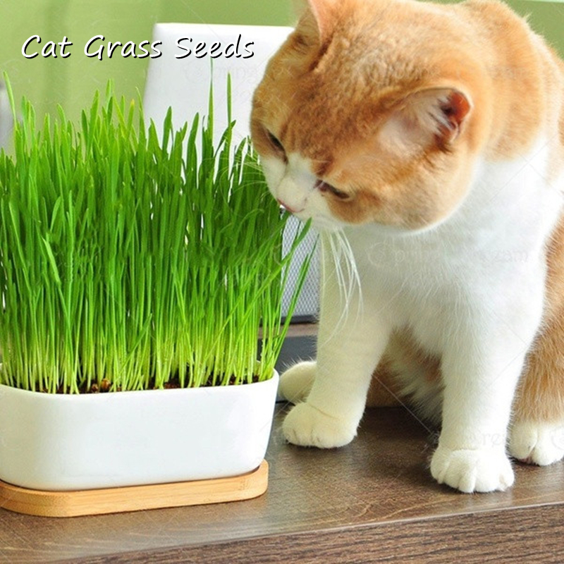 Picture of Global Cat Grass Foliage Plant Bonsai Seeds - 200+ Pcs Seeds