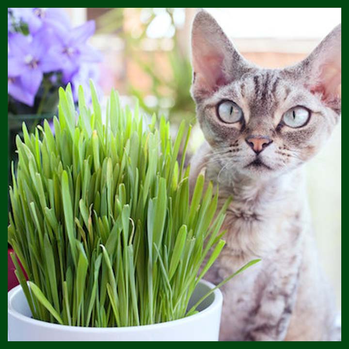 Picture of Global Cat Grass Foliage Plant Bonsai Seeds - 200+ Pcs Seeds