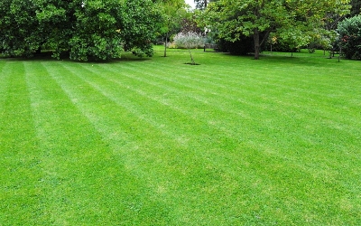 Picture of Rare Lawn Green Grass Seeds (Seeds) - 200+ Pcs Seeds