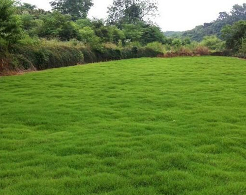 Picture of Rare Lawn Green Grass Seeds (Seeds) - 200+ Pcs Seeds