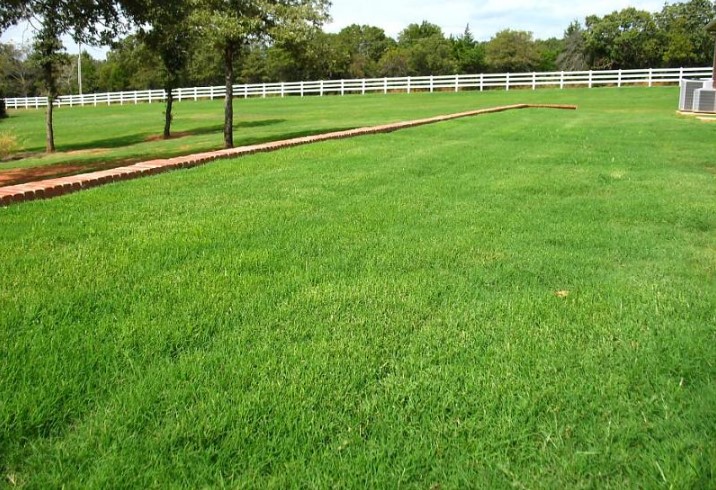Picture of Rare Lawn Green Grass Seeds (Seeds) - 200+ Pcs Seeds