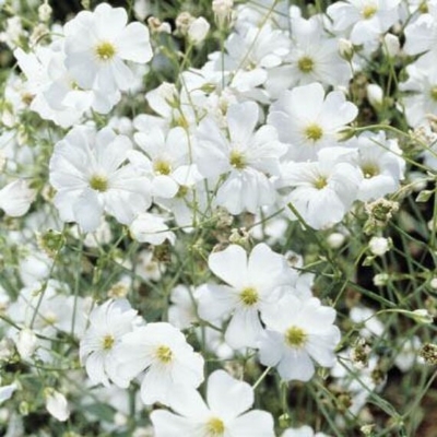 Picture of 100+ Pcs All Season Rare White Mix Gypsophila Flower Seeds (Seeds)