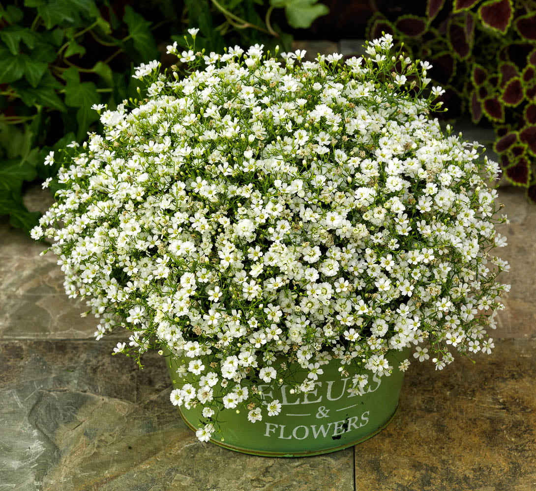 Picture of 100+ Pcs All Season Rare White Mix Gypsophila Flower Seeds (Seeds)