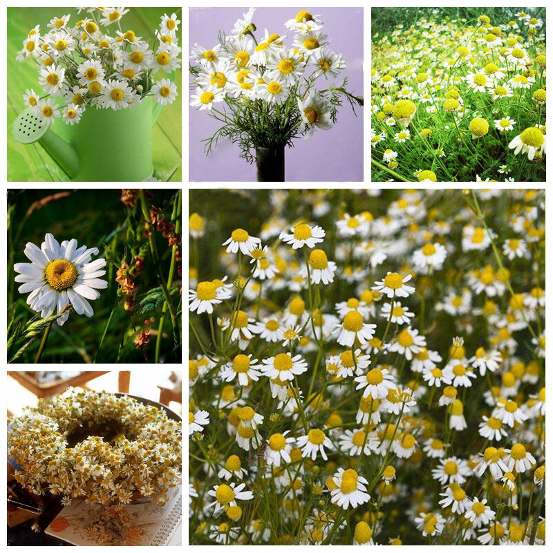 Picture of 20 Pcs Rare Chamomile Flower Tree Bonsai Seeds