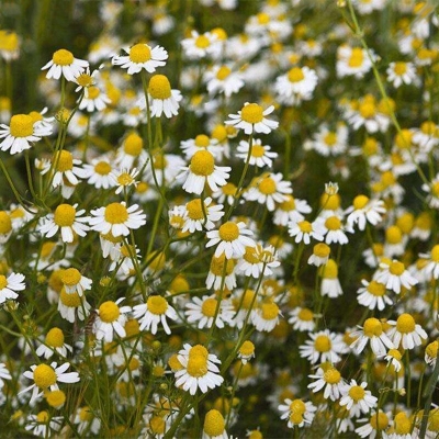 Picture of 20 Pcs Rare Chamomile Flower Tree Bonsai Seeds