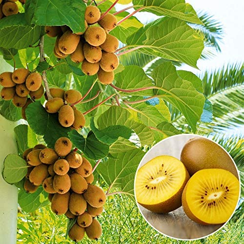 Picture of All Season NewZealand Nutritious Kiwi Fruit Tree Seeds - 20 Peach Seeds