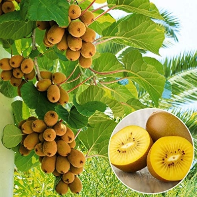 Picture of All Season NewZealand Nutritious Kiwi Fruit Tree Seeds - 20 Peach Seeds