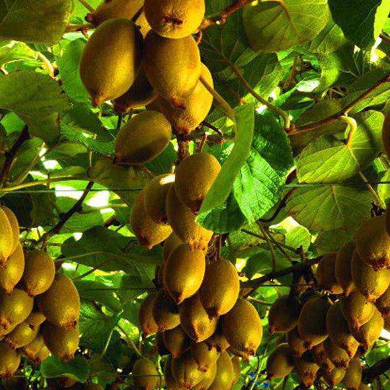Picture of All Season NewZealand Nutritious Kiwi Fruit Tree Seeds - 20 Peach Seeds