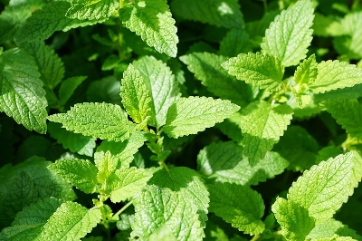 Picture of (All Season) Pudina/Mint Seeds (Seeds) - 30+ Pcs Seeds Paket