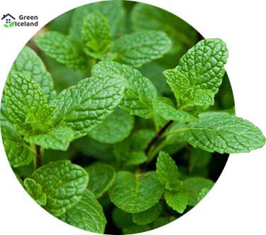Picture of (All Season) Pudina/Mint Seeds (Seeds) - 30+ Pcs Seeds Paket