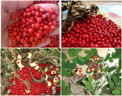 Picture of Blood Sandalwood Rare Tree Seeds  - 5 Pcs Seeds (Imported Global Seeds)
