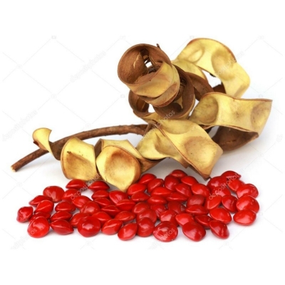 Picture of Blood Sandalwood Rare Tree Seeds  - 5 Pcs Seeds (Imported Global Seeds)