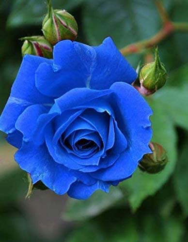Picture of Global Imported Blue Roses Flower Seeds - 20 Pcs Seeds