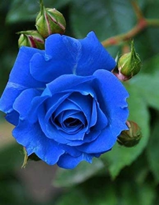 Picture of Global Imported Blue Roses Flower Seeds - 20 Pcs Seeds