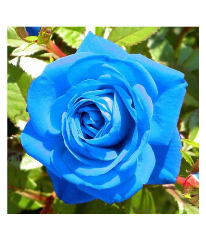 Picture of Global Imported Blue Roses Flower Seeds - 20 Pcs Seeds