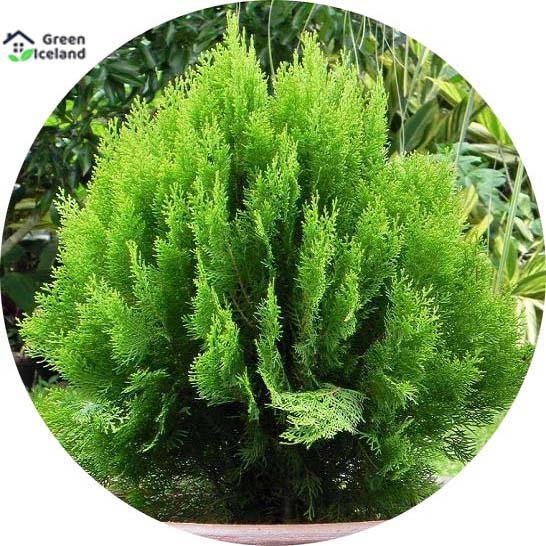 Picture of Pabon Jhau Tree Seeds All Season  - 20+ Pcs Seeds