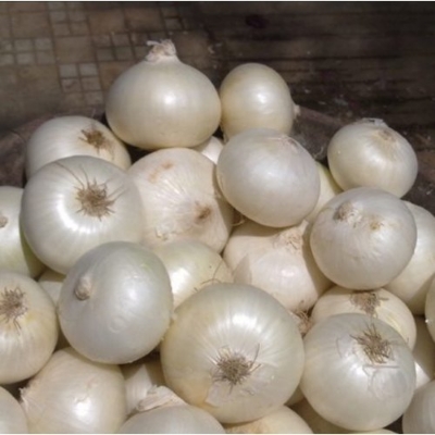Picture of White Onion Tree Imported Global Seeds -100 Pcs Seeds
