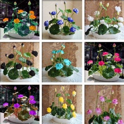 Picture of Bowl Lotus Flower SeedS For Growing High Germination - 10Pcs SeedS