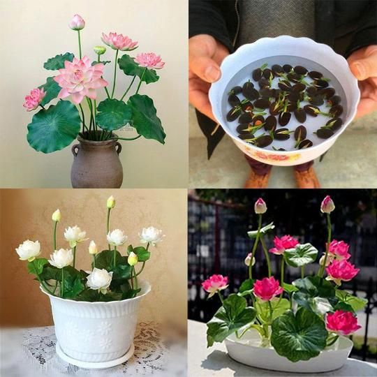 Picture of Bowl Lotus Flower SeedS For Growing High Germination - 10Pcs SeedS