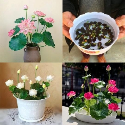 Picture of Bowl Lotus Flower SeedS For Growing High Germination - 10Pcs SeedS
