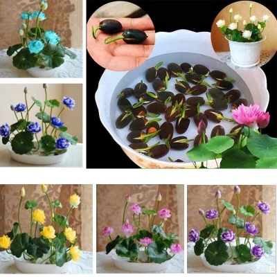 Picture of Bowl Lotus Flower SeedS For Growing High Germination - 10Pcs SeedS
