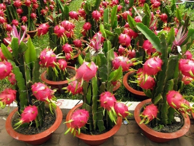 Picture of 20 Pcs Natural Red Sweet Dragon Pitaya Fruit Seeds - 20 Pcs Seeds Paket