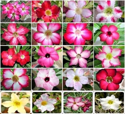 Picture of Bonsai Multicolors Single Petal Adenium Obseum Tree Seeds - 5pcs Seeds