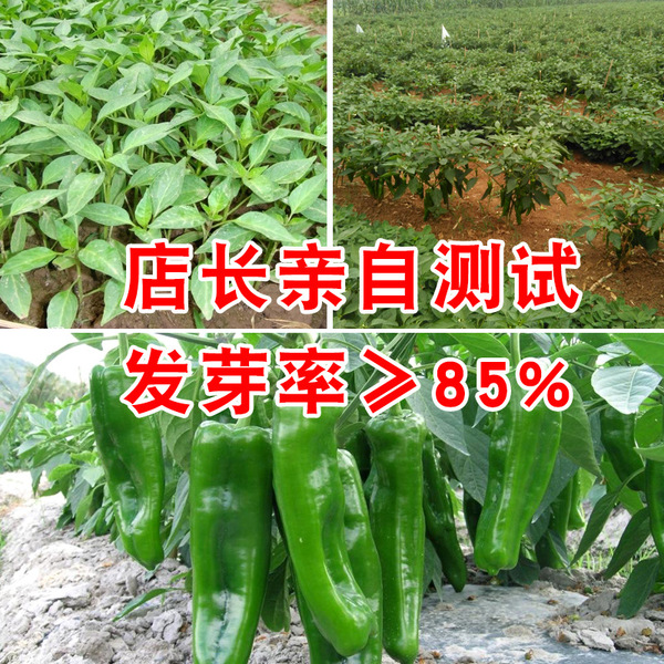 Picture of Hot Big Pepper Sweet Horn Chilli  (All Season) Seeds - 20Pcs