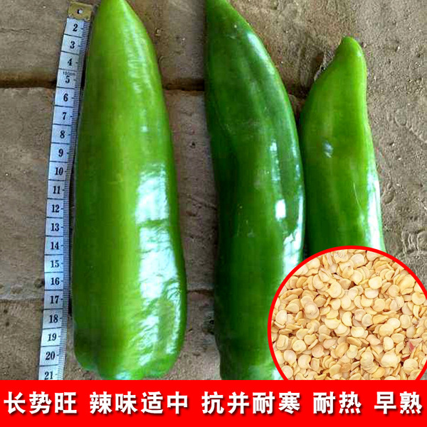 Picture of Hot Big Pepper Sweet Horn Chilli  (All Season) Seeds - 20Pcs