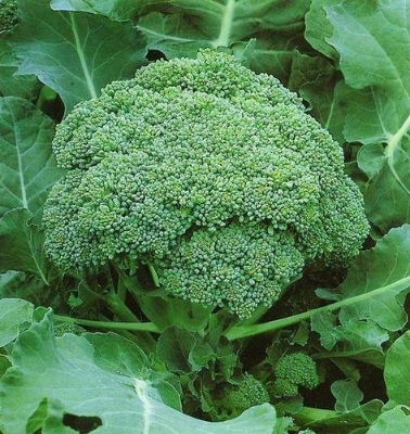Picture of Organic Broccoli - 20 pcs F1 Hybrid Seeds