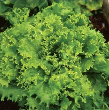 Picture of Lettuce Seeds Salad Vegetables Four Seasons Fast-Growing Vegetable Seeds 200 grain Seeds (Intec Packet)